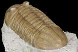 Asaphus Plautini Trilobite - Russia #165440-4